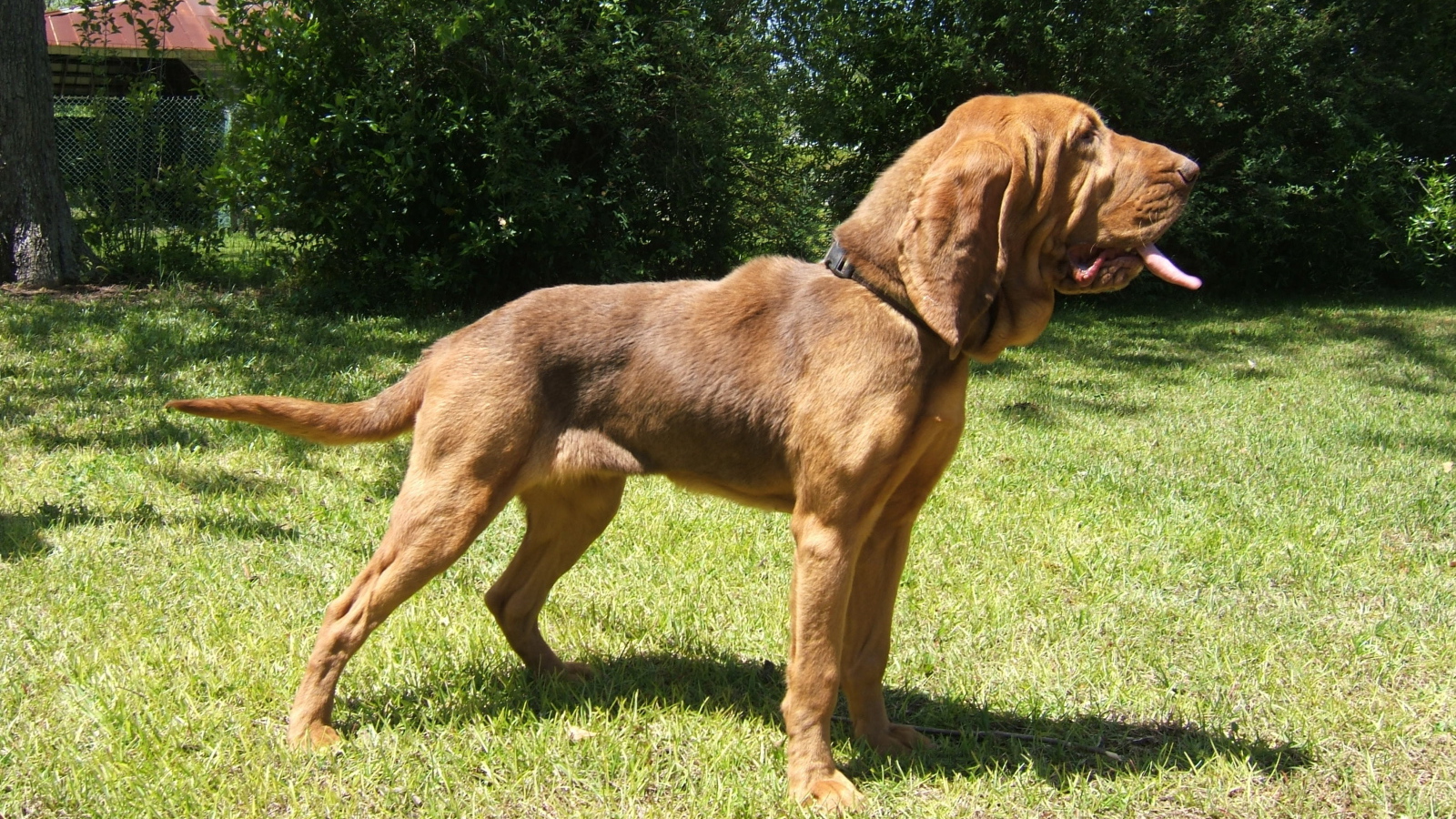 Красивый бладхаунд на прогулке