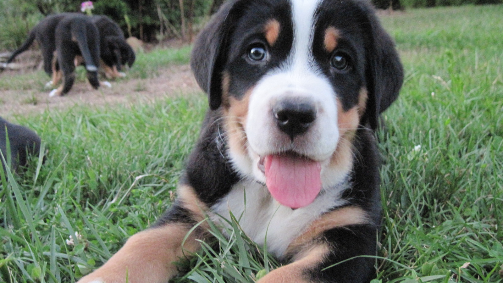 Красивый щенок большого швейцарского зенненхунда