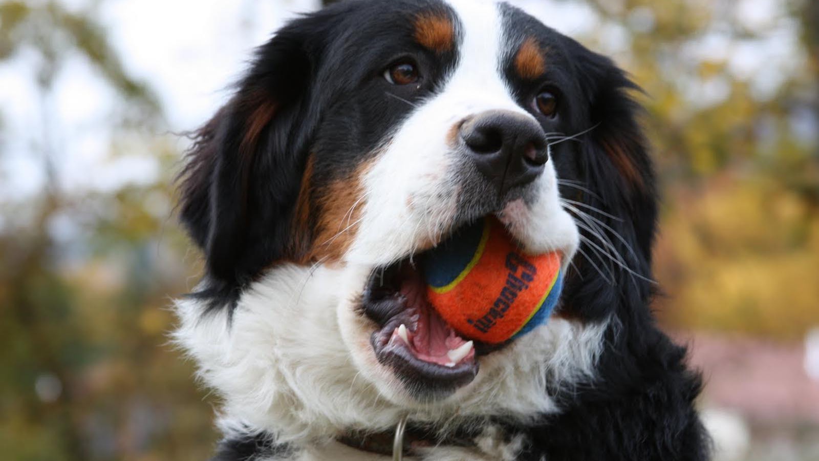 Bernese Mountain Dog chews ball