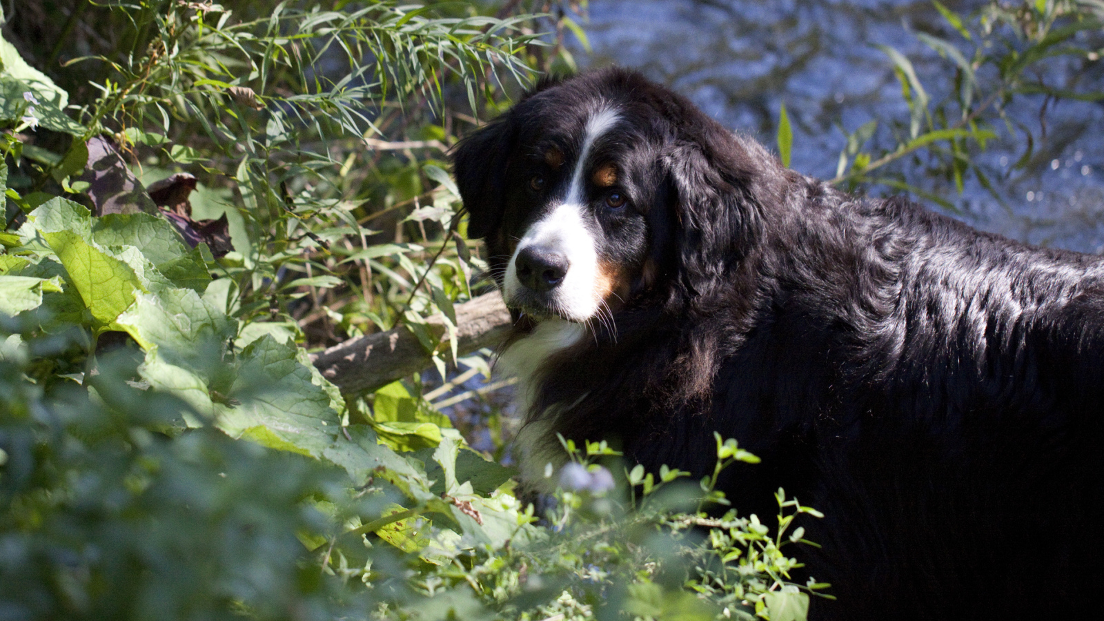 Bernese Mountain Dog in the bushes