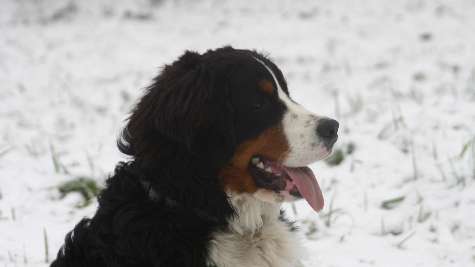 Бернская пастушья собака в снегу на фоне снегу