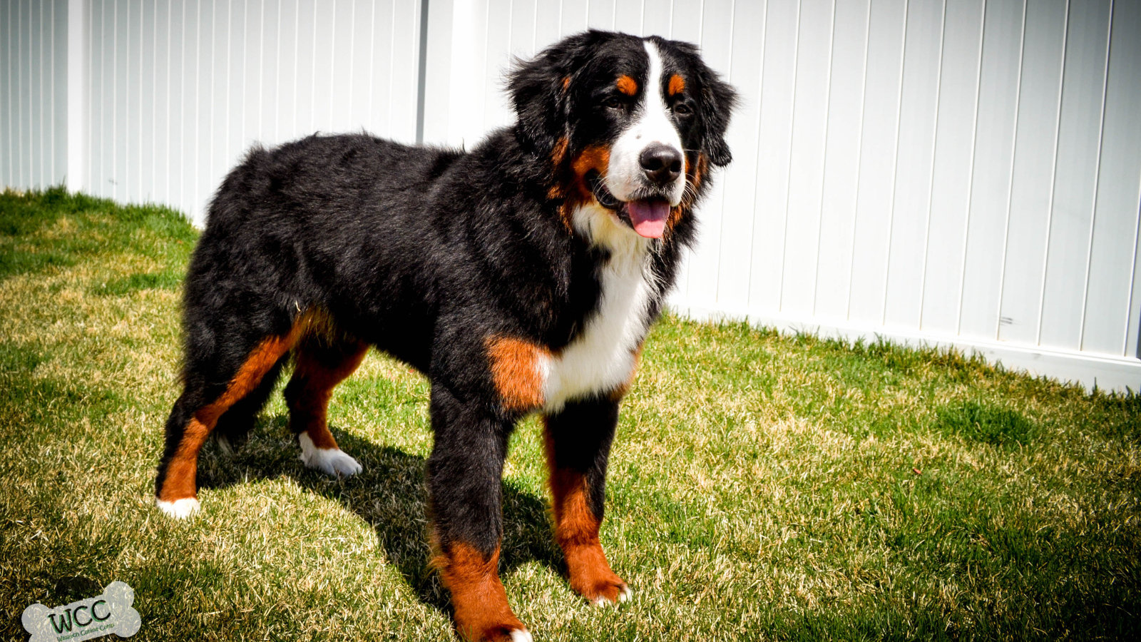 Бернская пастушья собака на фоне белого забора