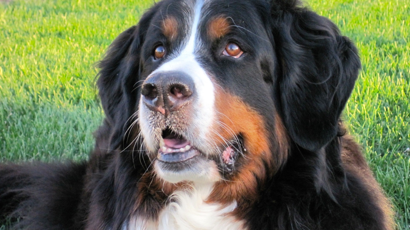 Bernese Mountain Dog resting on the grass