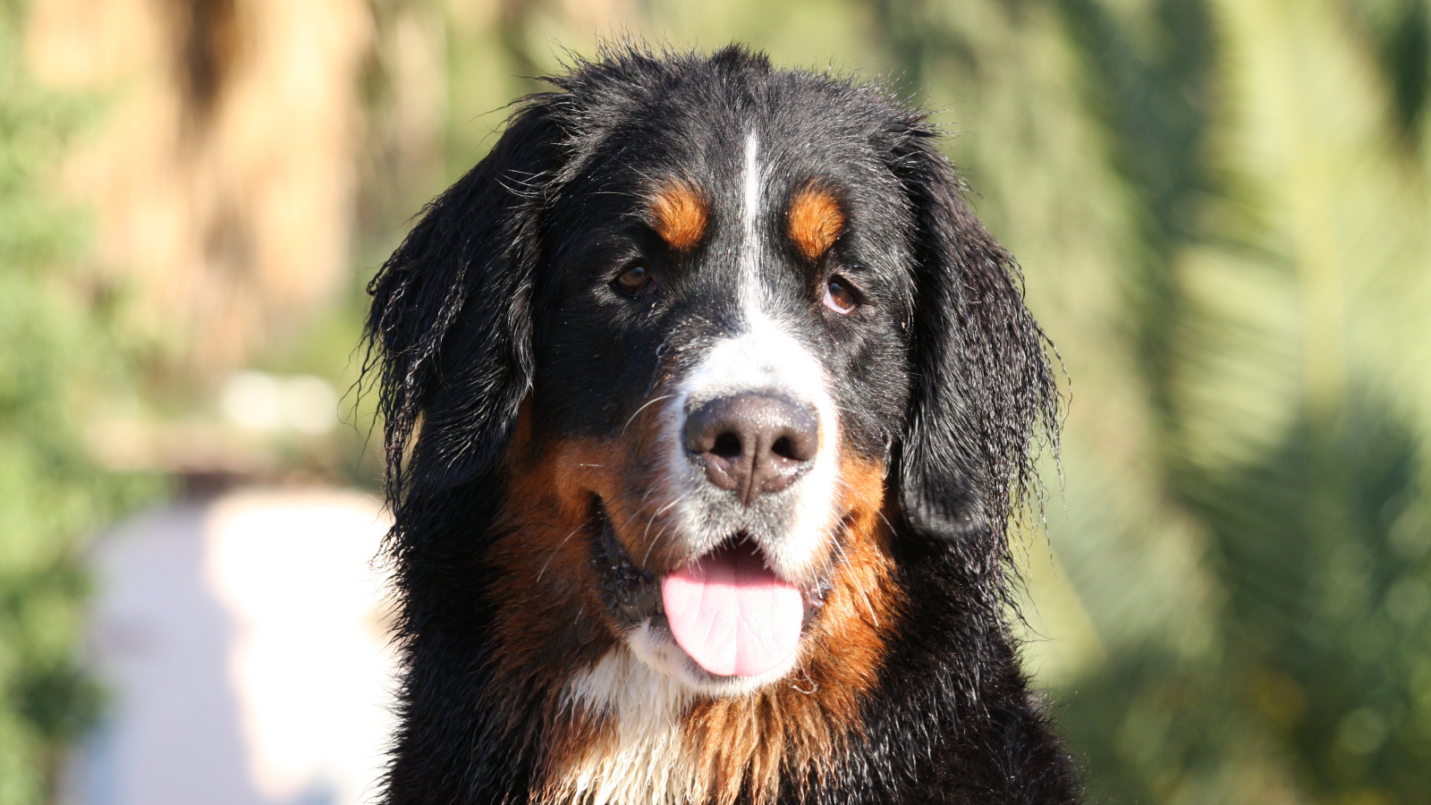 Бернская пастушья собака с мокрыми ушами