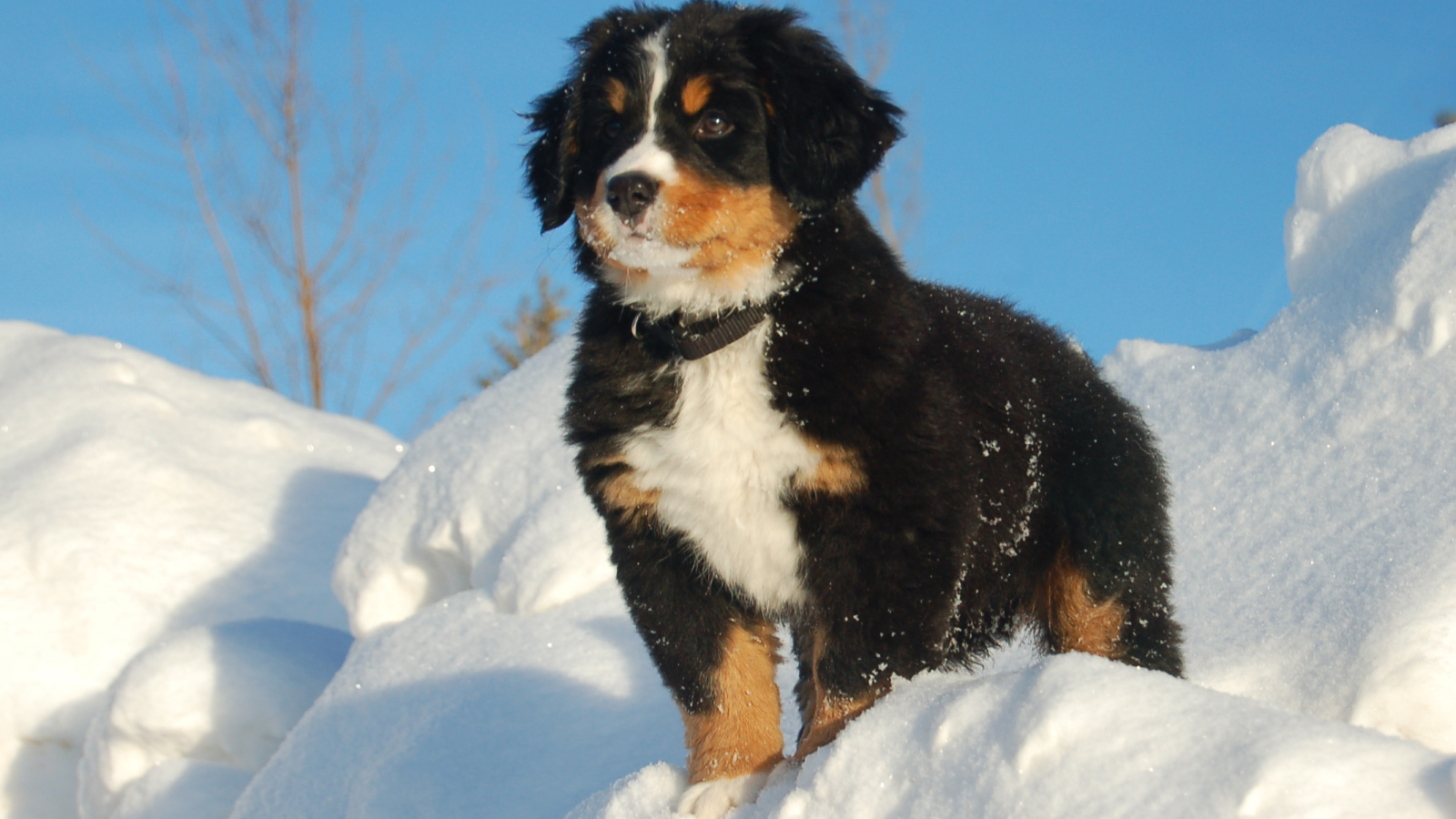 Щенок бернской пастушьей собаки смотрит вдаль