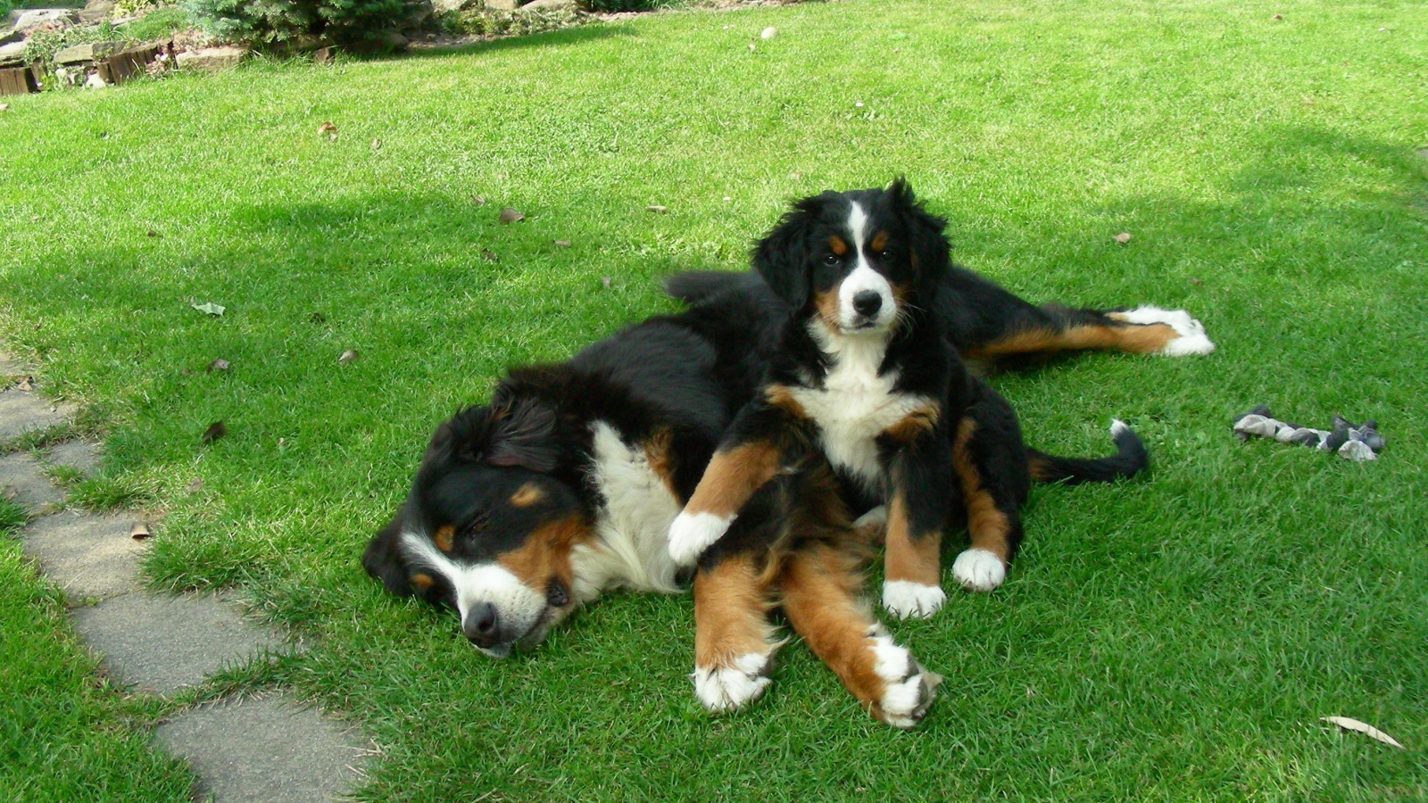 Щенок бернской пастушьей собаки с мамой