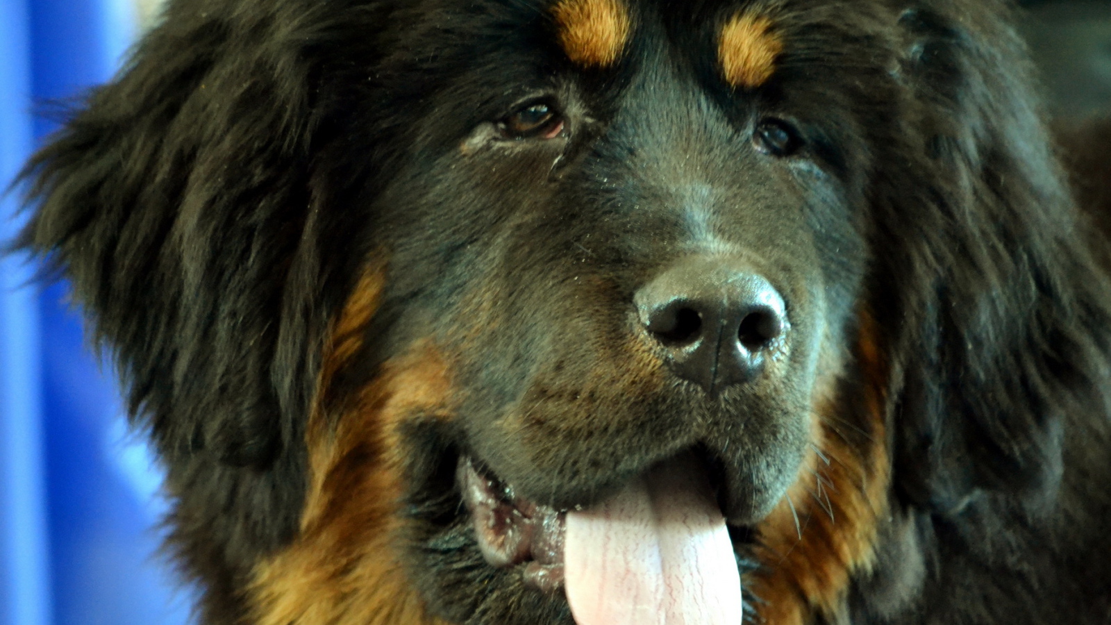 Черный Тибетский мастиф крупным планом