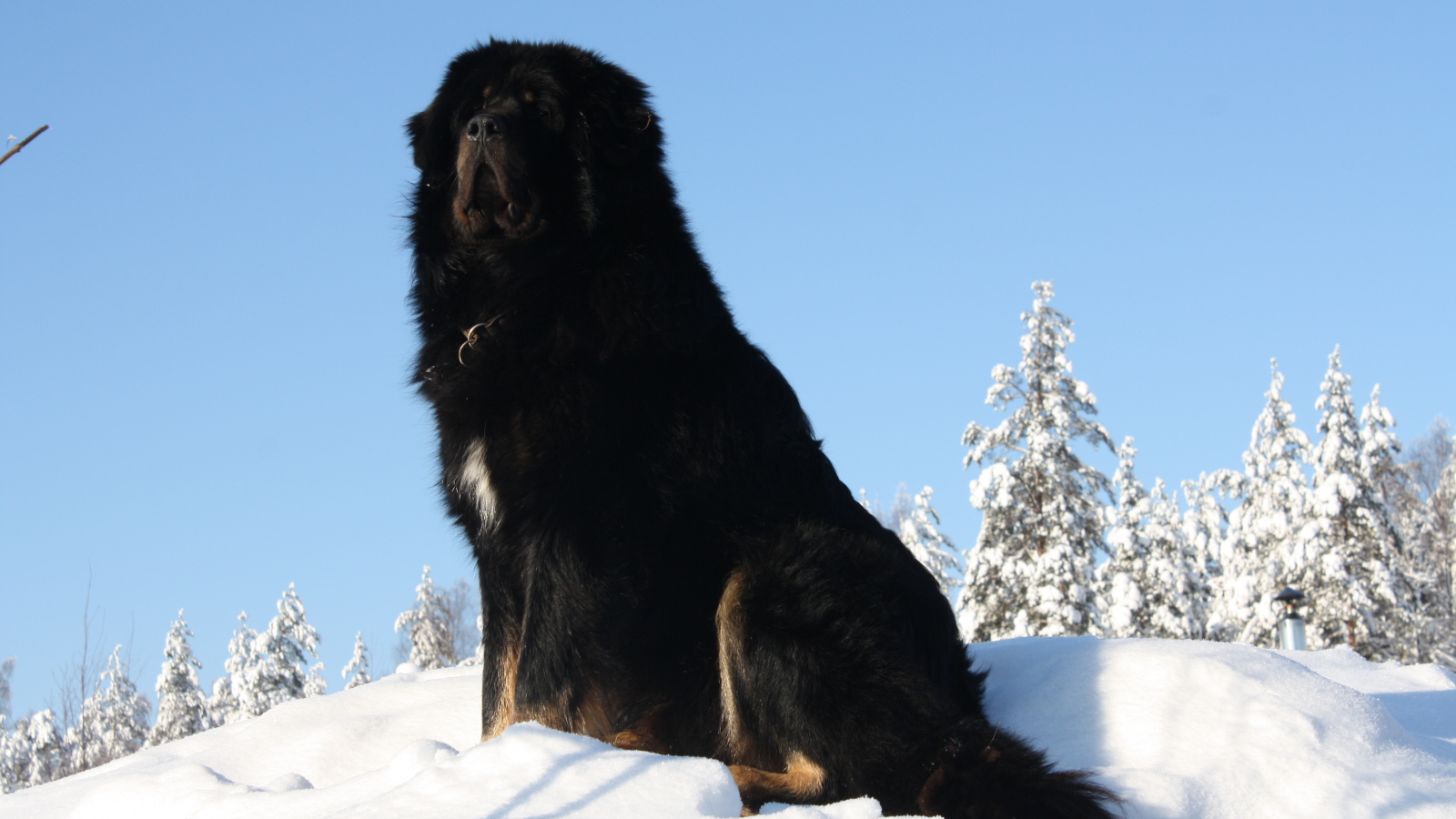 Черный Тибетский мастиф на горе