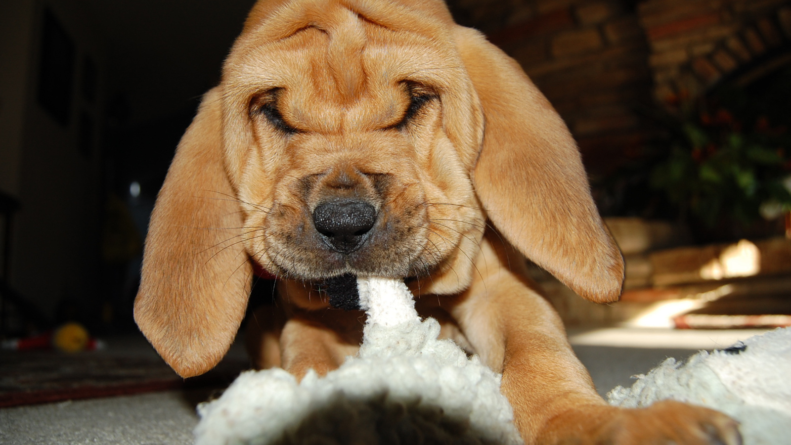 Щенок бладхаунда что-то грызёт