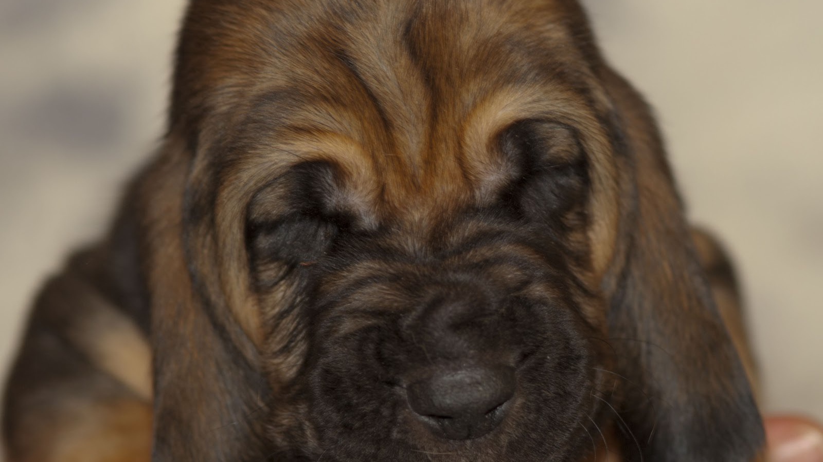 Щенок бладхаунда сладко уснул