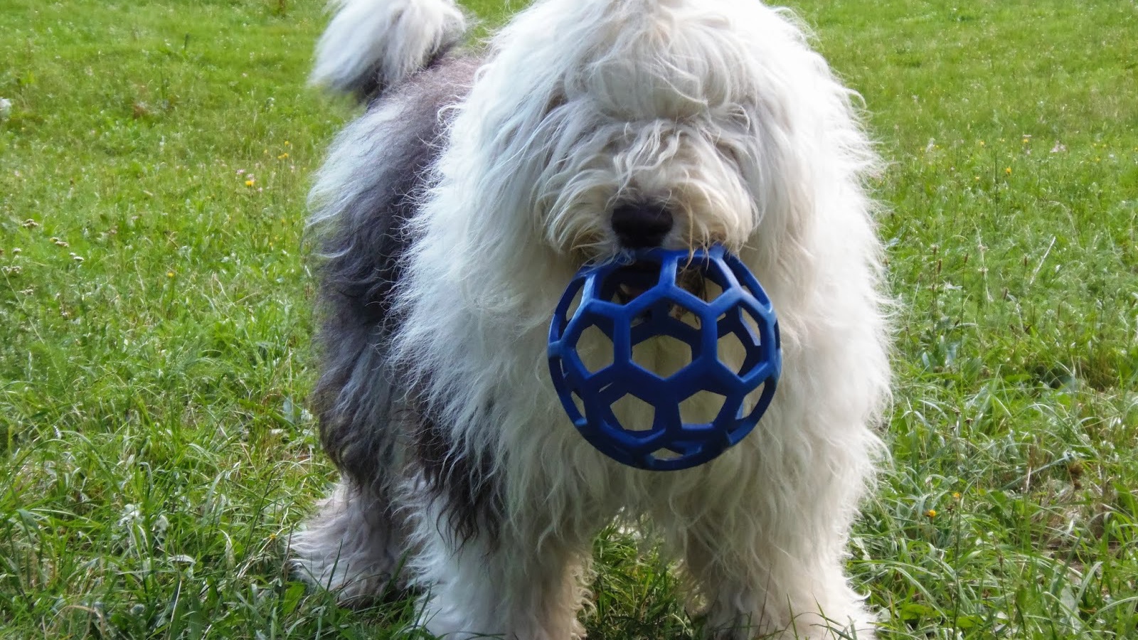 Собака породы бобтейл с игрушкой