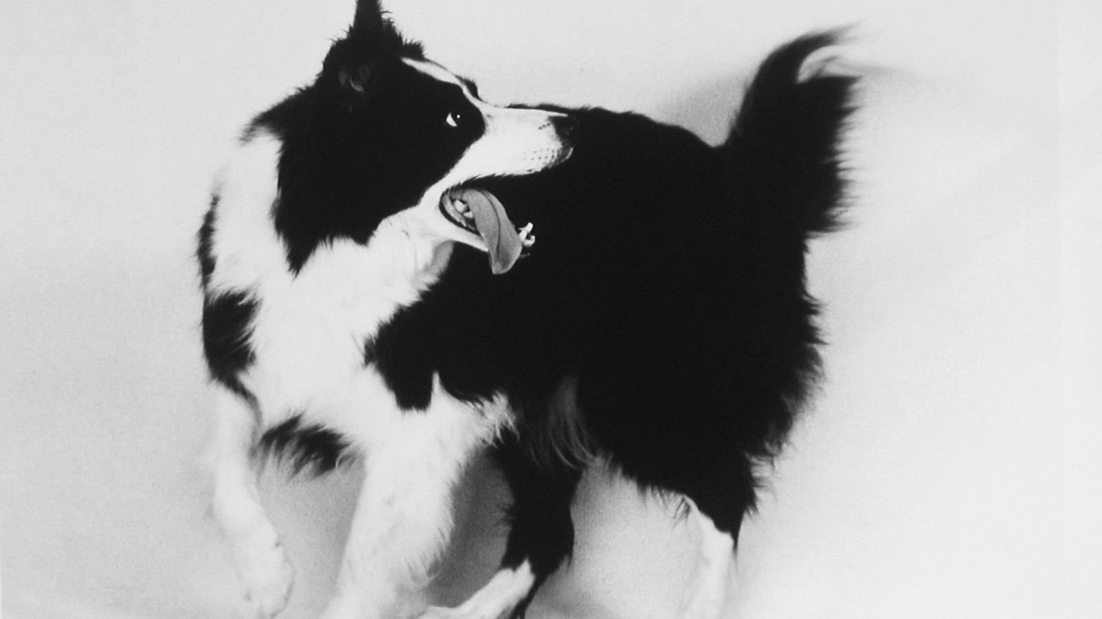 Бордер-колли, чёрно-белое фото