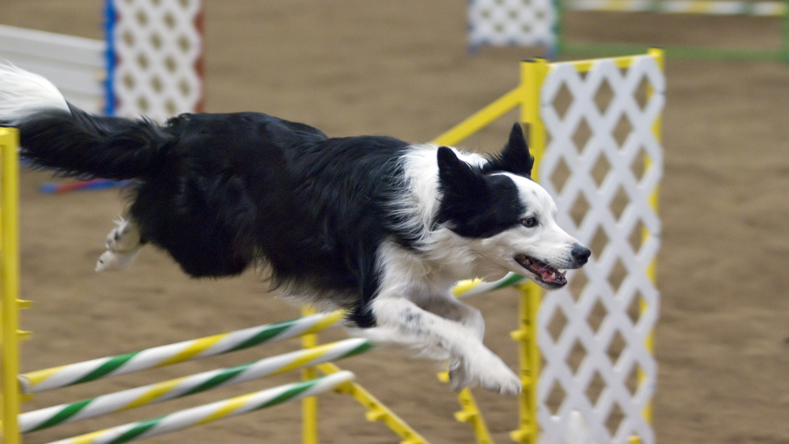 Бордер-колли выполняет команду барьер