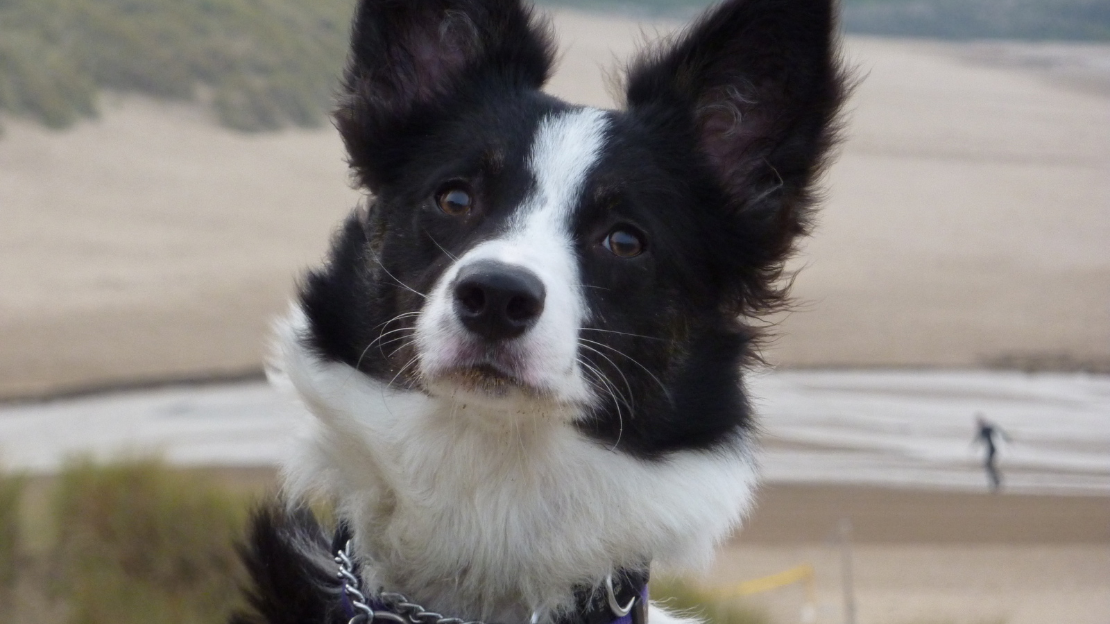 Бордер-колли на фоне пляжа