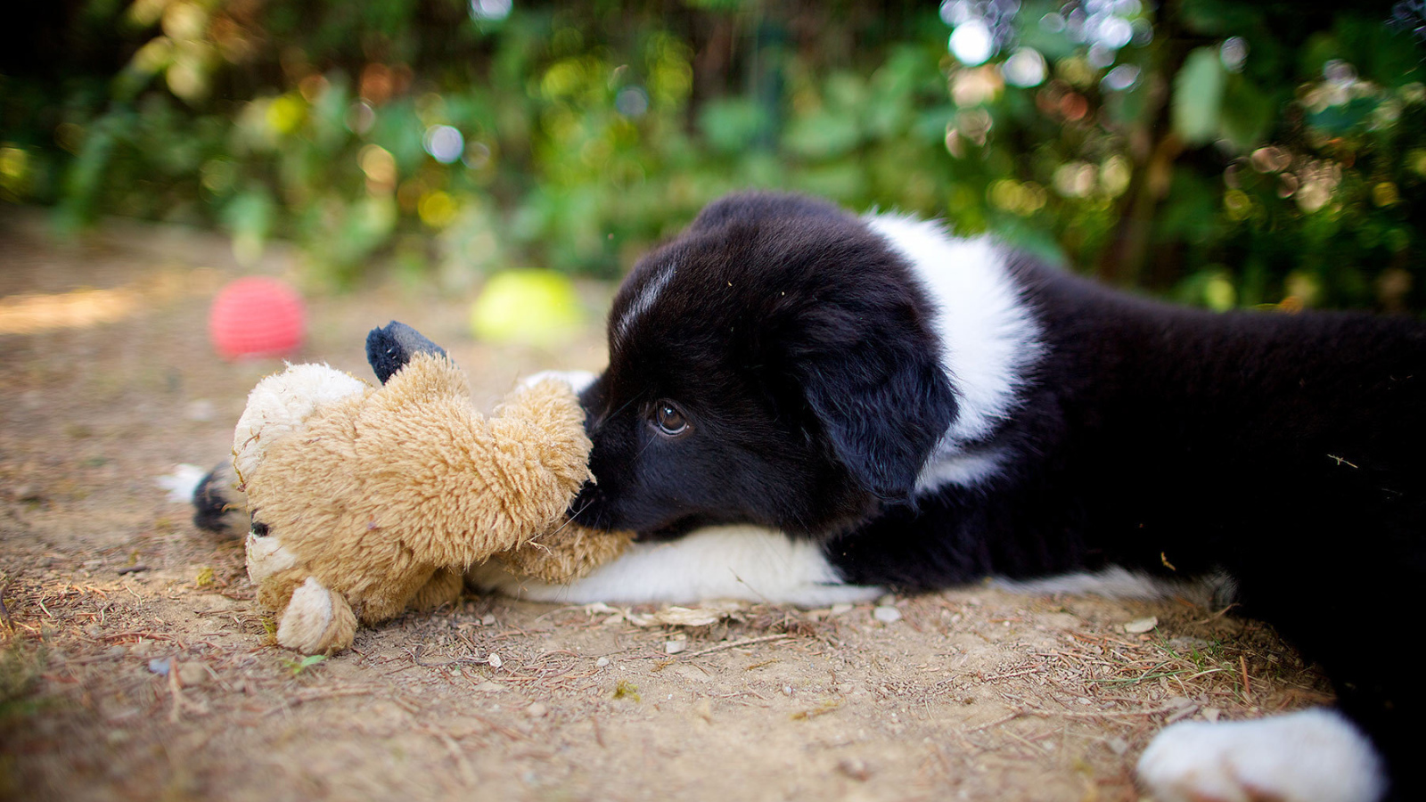 Щенок бордер-колли лежит с игрушкой