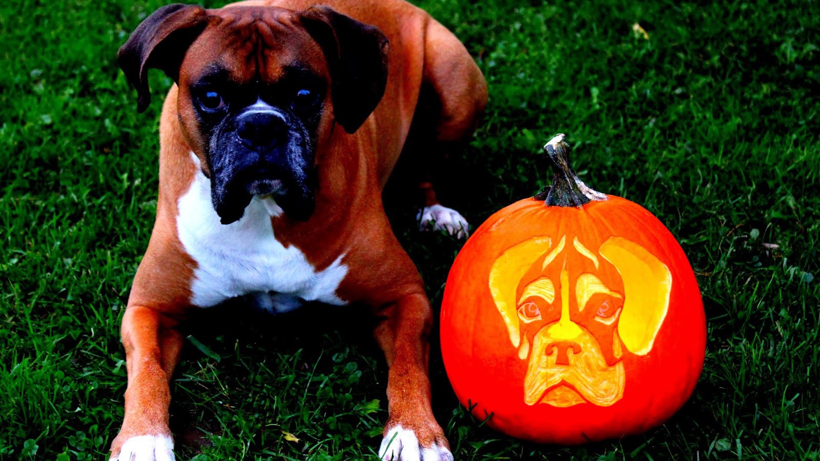 Боксёр и тыква