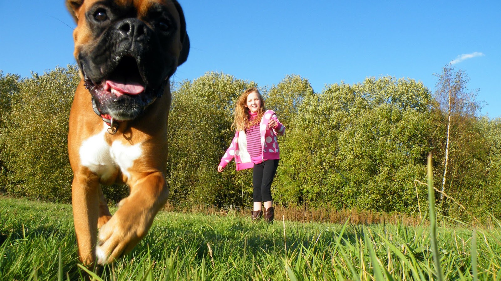 Боксёр убегает от ребёнка