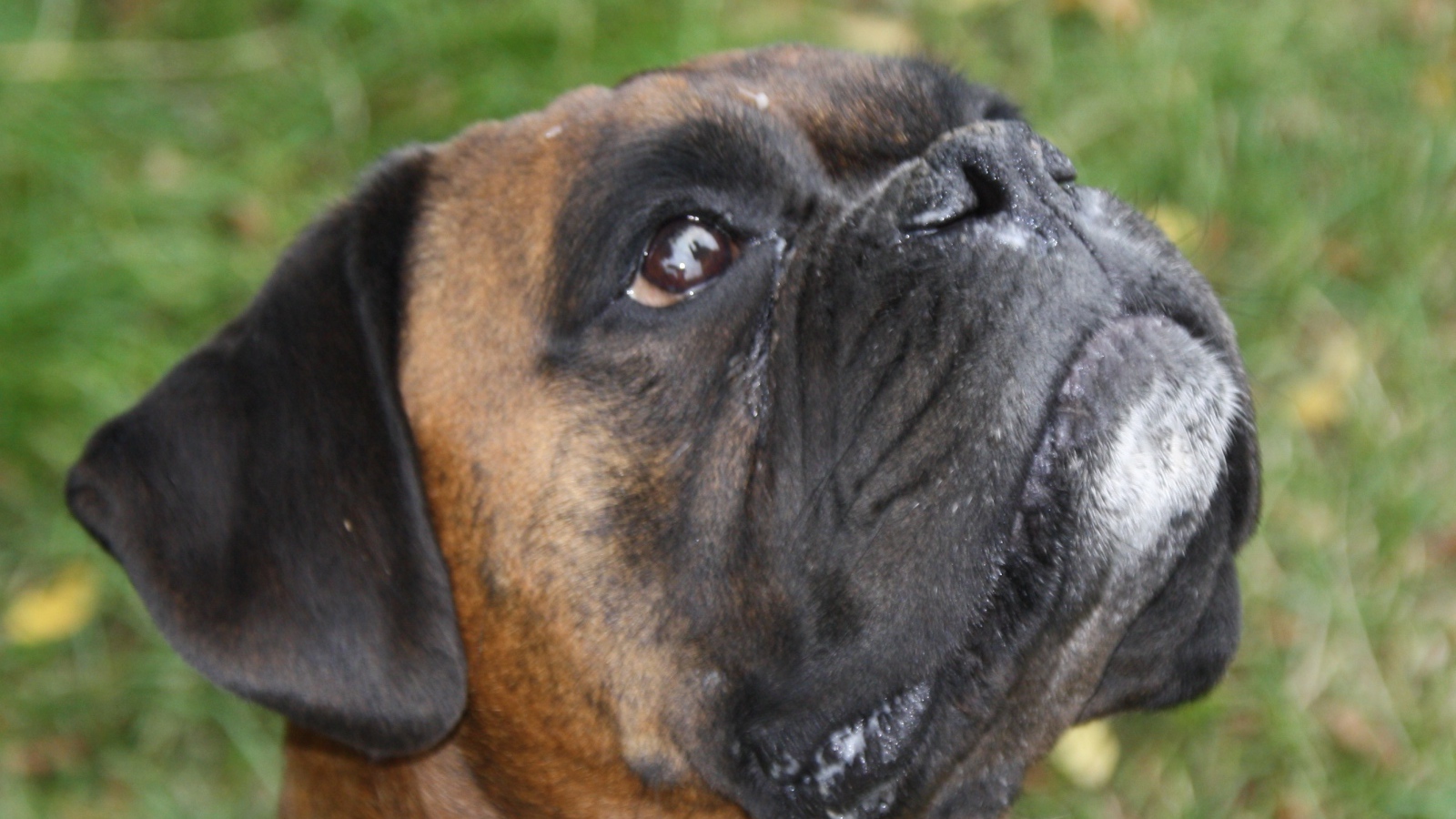 Боксёр смотрит вверх