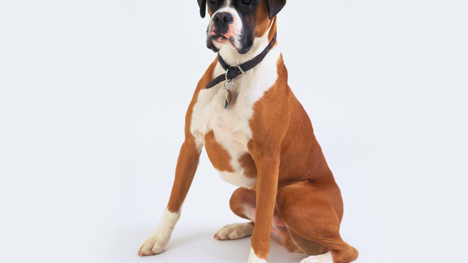 Боксёр позирует на белом фоне