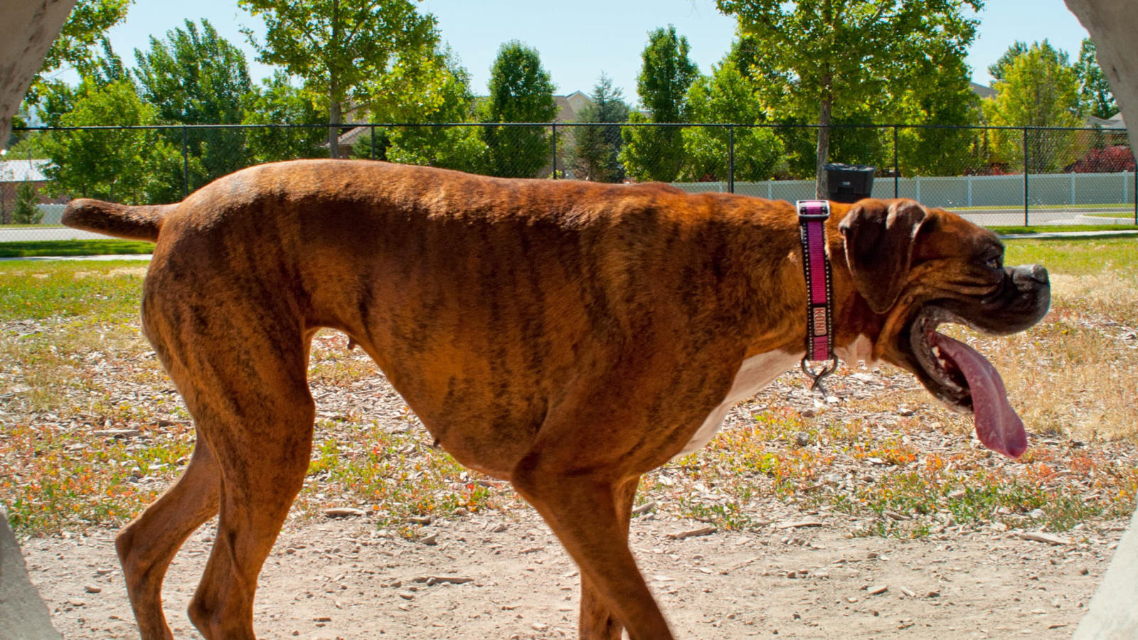 Боксер с длинным языком