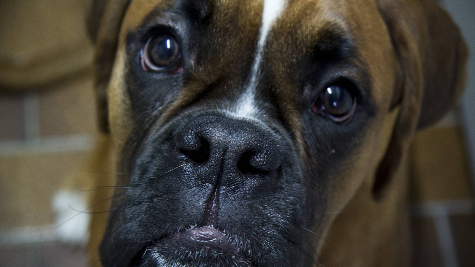 Боксёр с грустным взглядом крупным планом