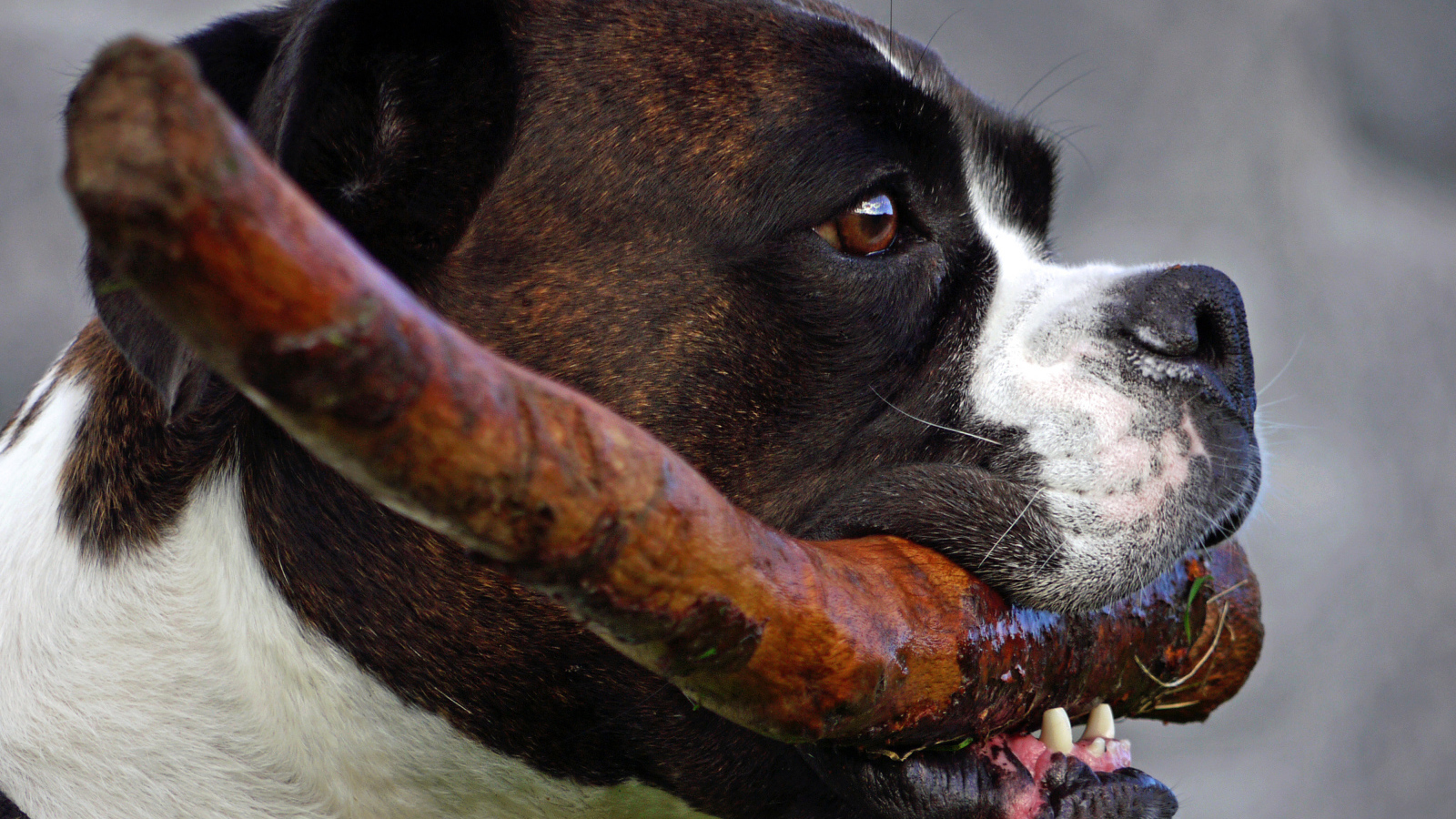 Боксёр с палкой в зубах