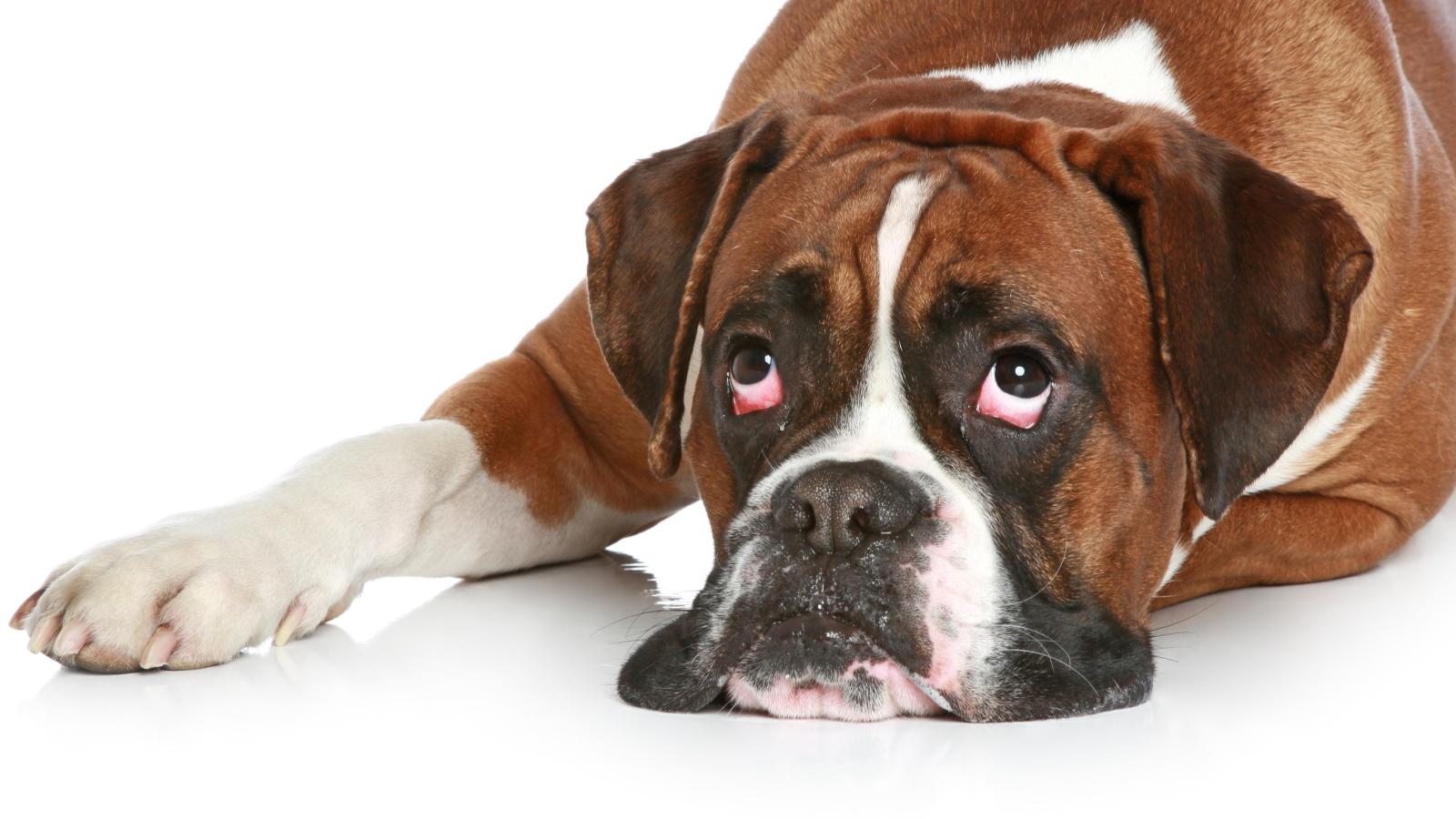 Боксёр с безразличным взглядом на белом полу