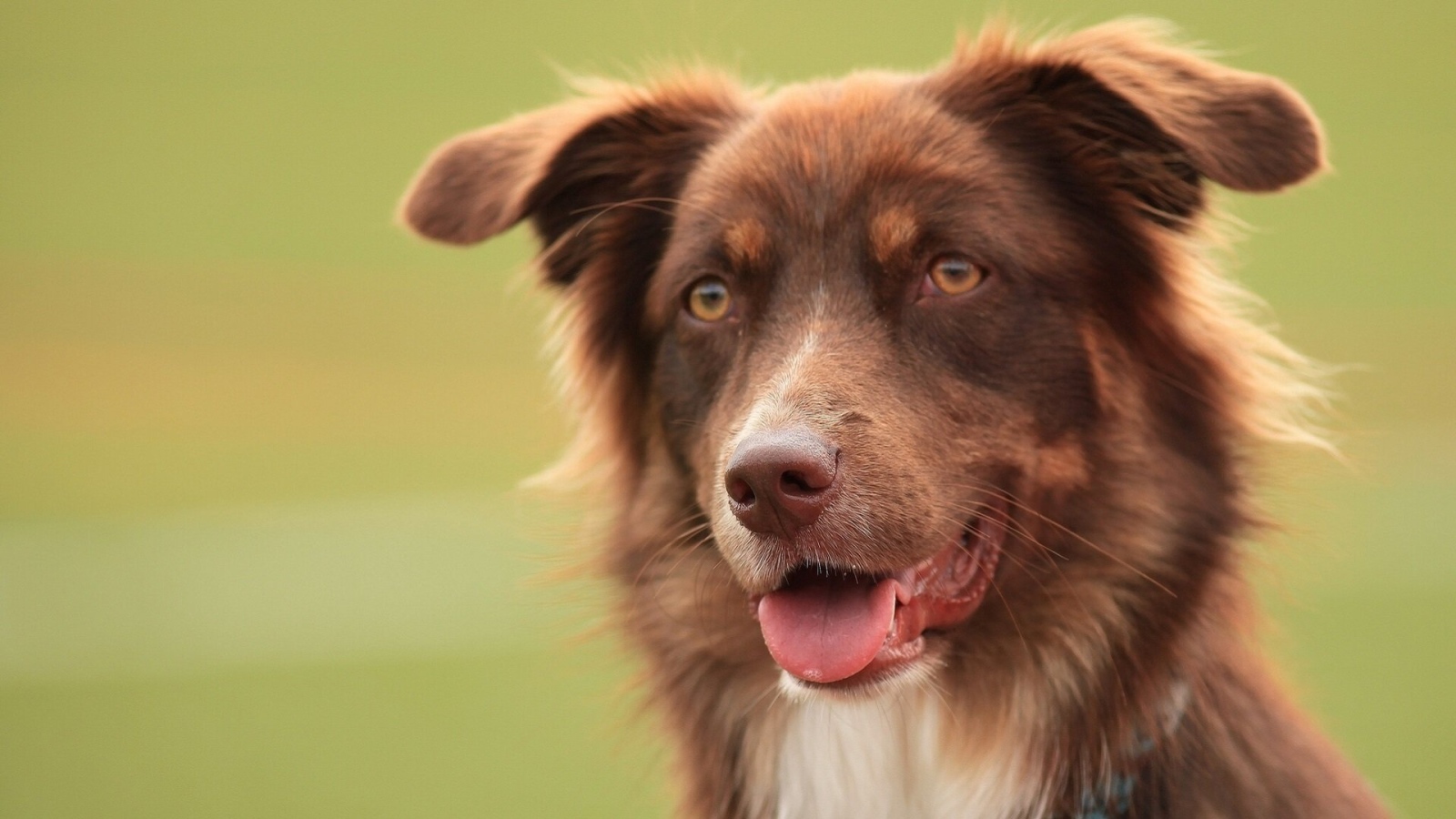 Коричневая австралийская овчарка засмотрелась
