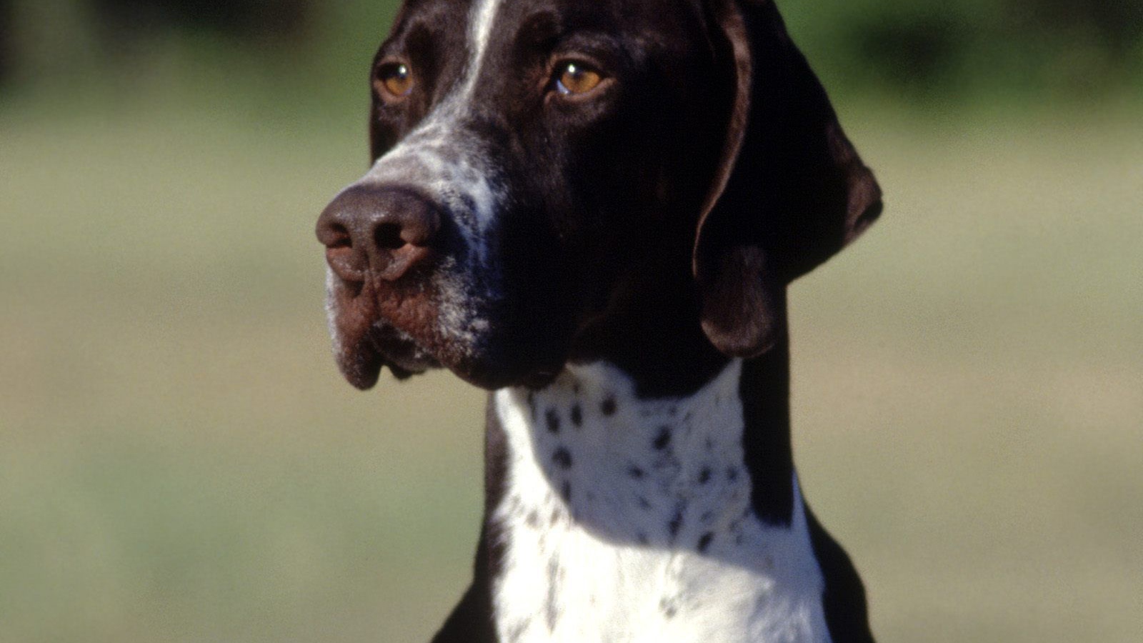 Коричнево-белый Пойнтер