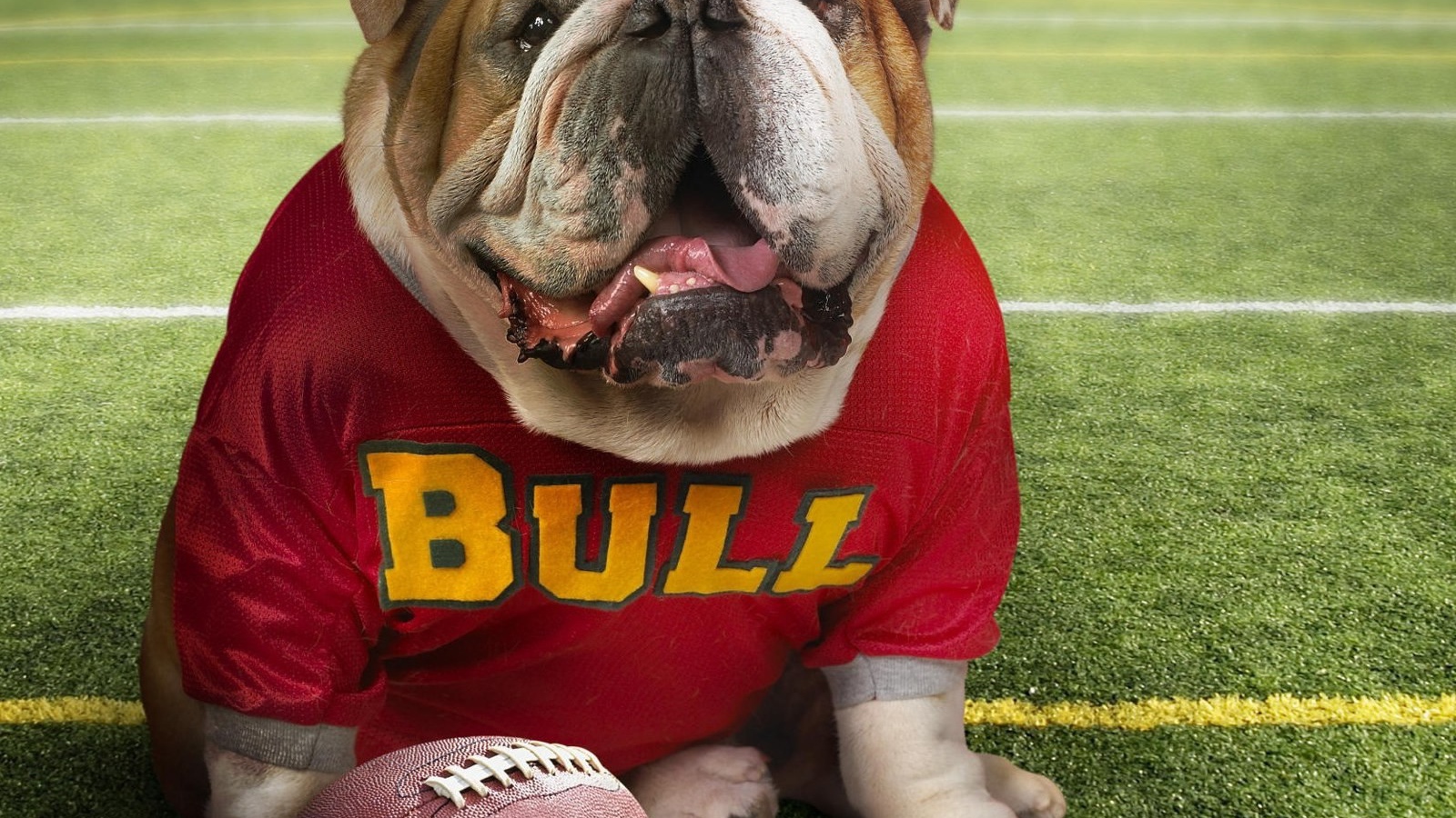 Бульдог в спортивной одежде