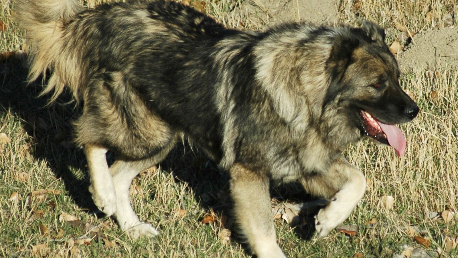 Кавказская овчарка на прогулке