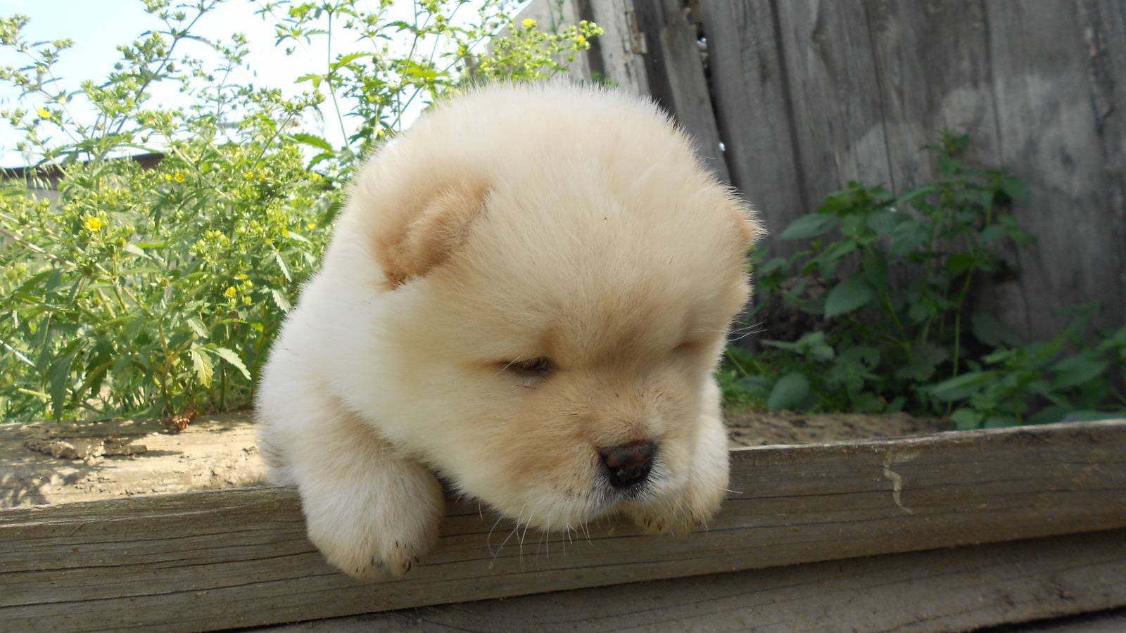 Чау-чау выглядит усталой