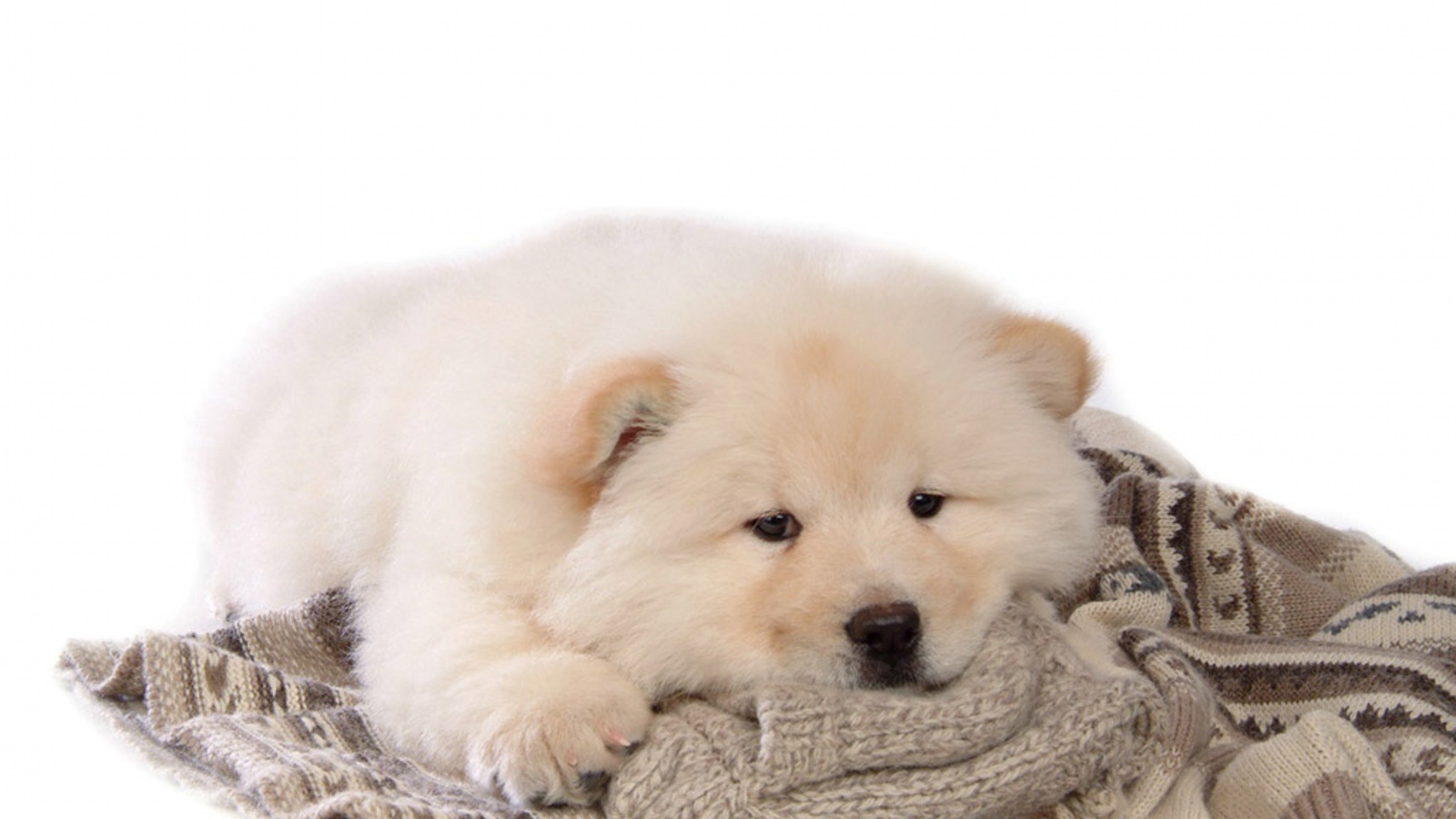 Чау-чау лежит на свитере