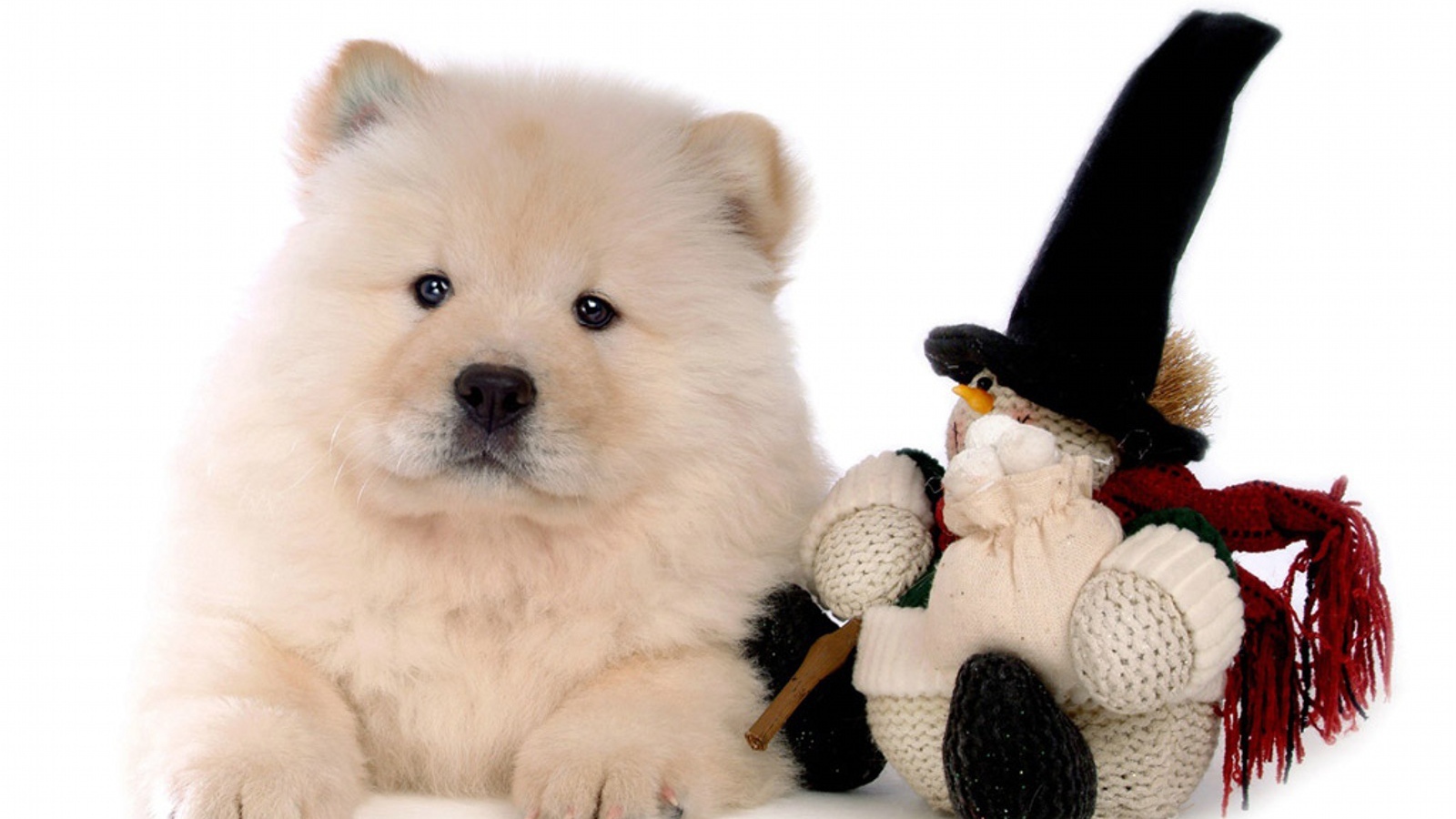 Chow-Chow with a toy