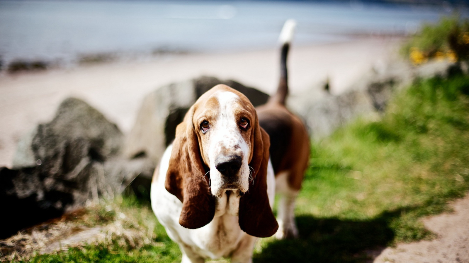 Милый бассет-хаунд на природе