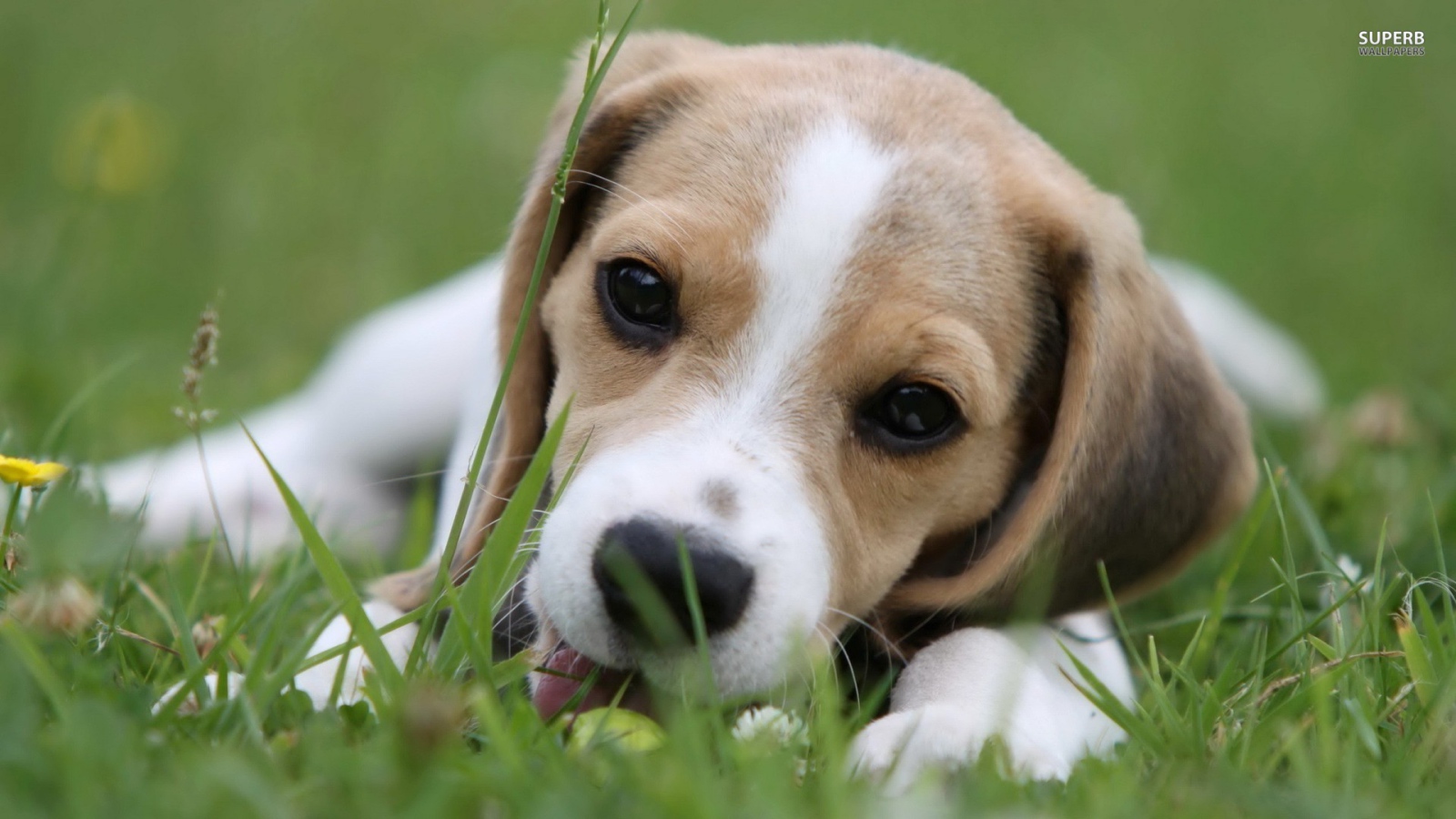 Cute beagle dog lying on the grass