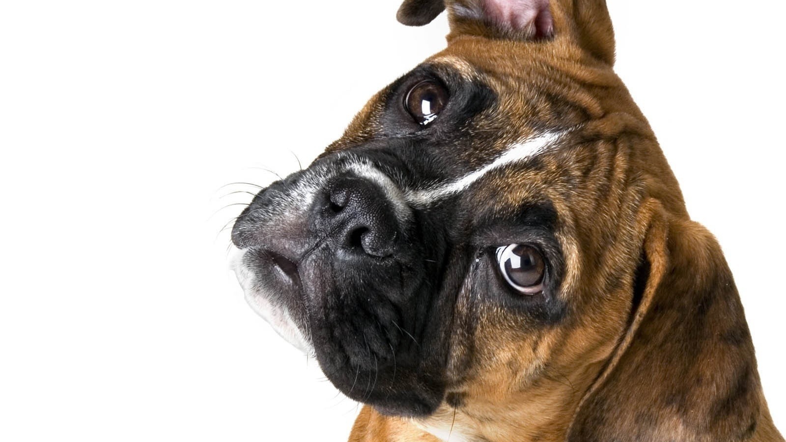 Милый боксёр на белом фоне