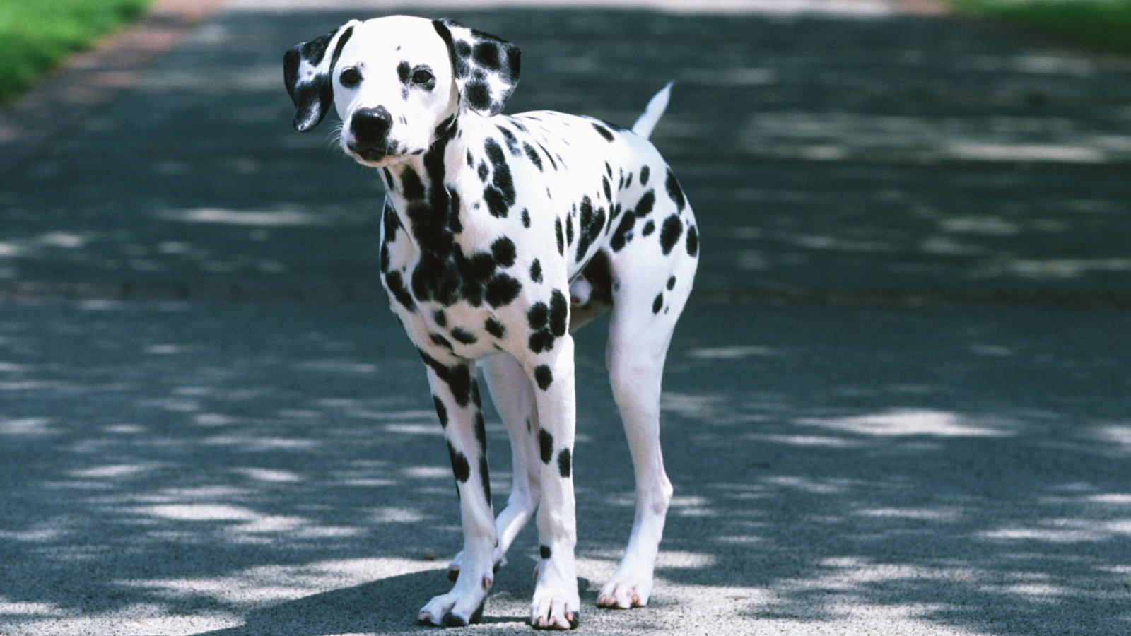 Далматин на дороге