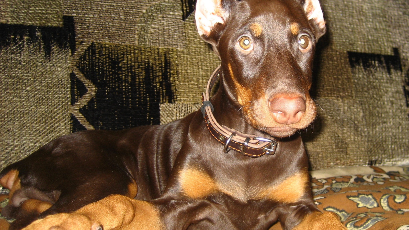 Доберман лежит на диване