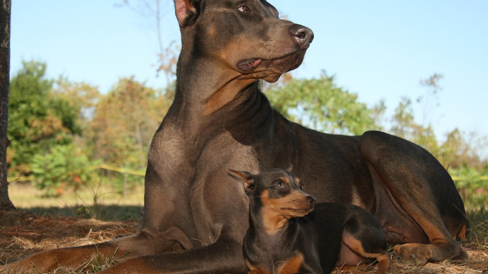 Dobermans lying in the forest