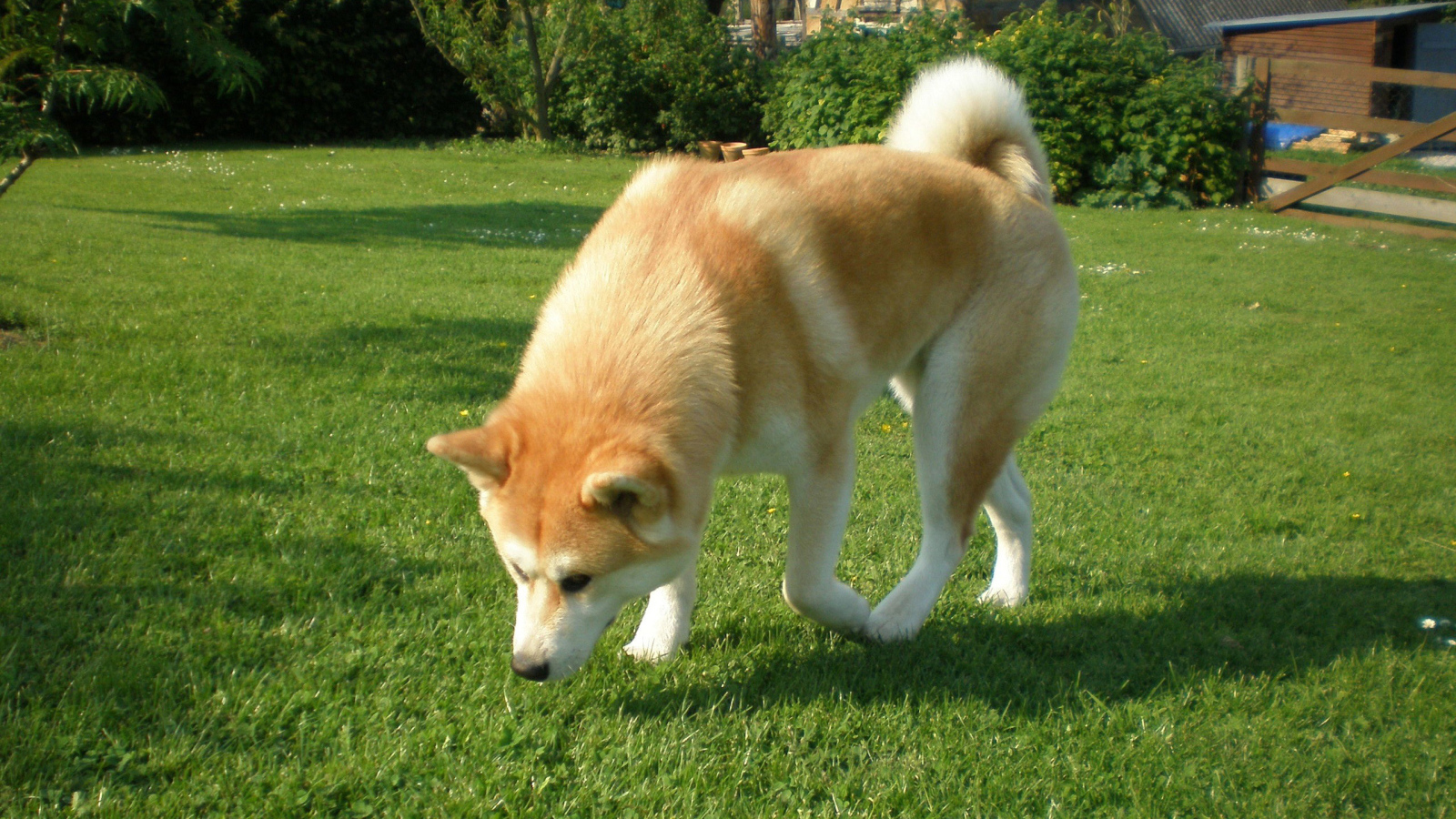 Собака акита-ину берёт след