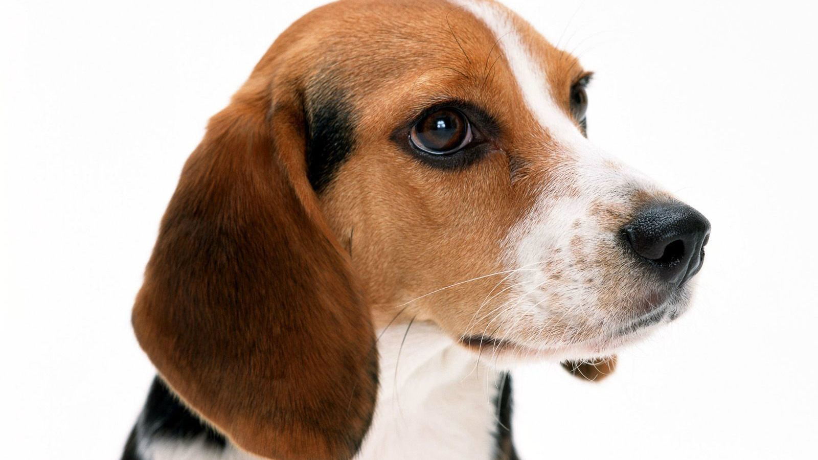 Собака породы бигль на белом фоне крупным планом
