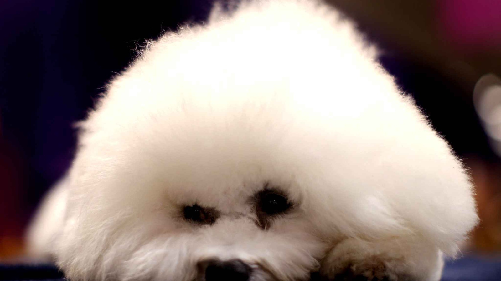 Собака породы бишон-фриз уткнулась носом