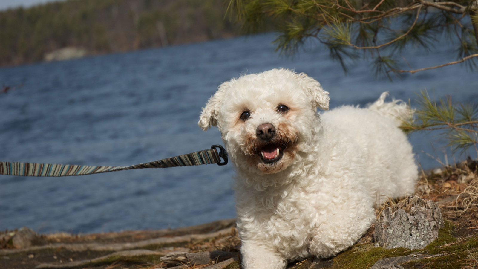 Собака породы бишон-фриз на прогулке
