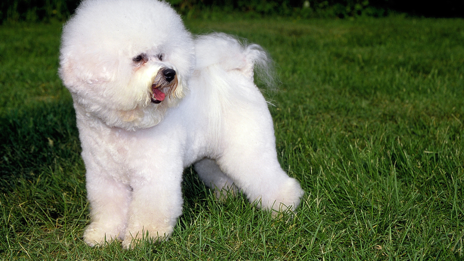 Собака породы бишон-фриз на траве