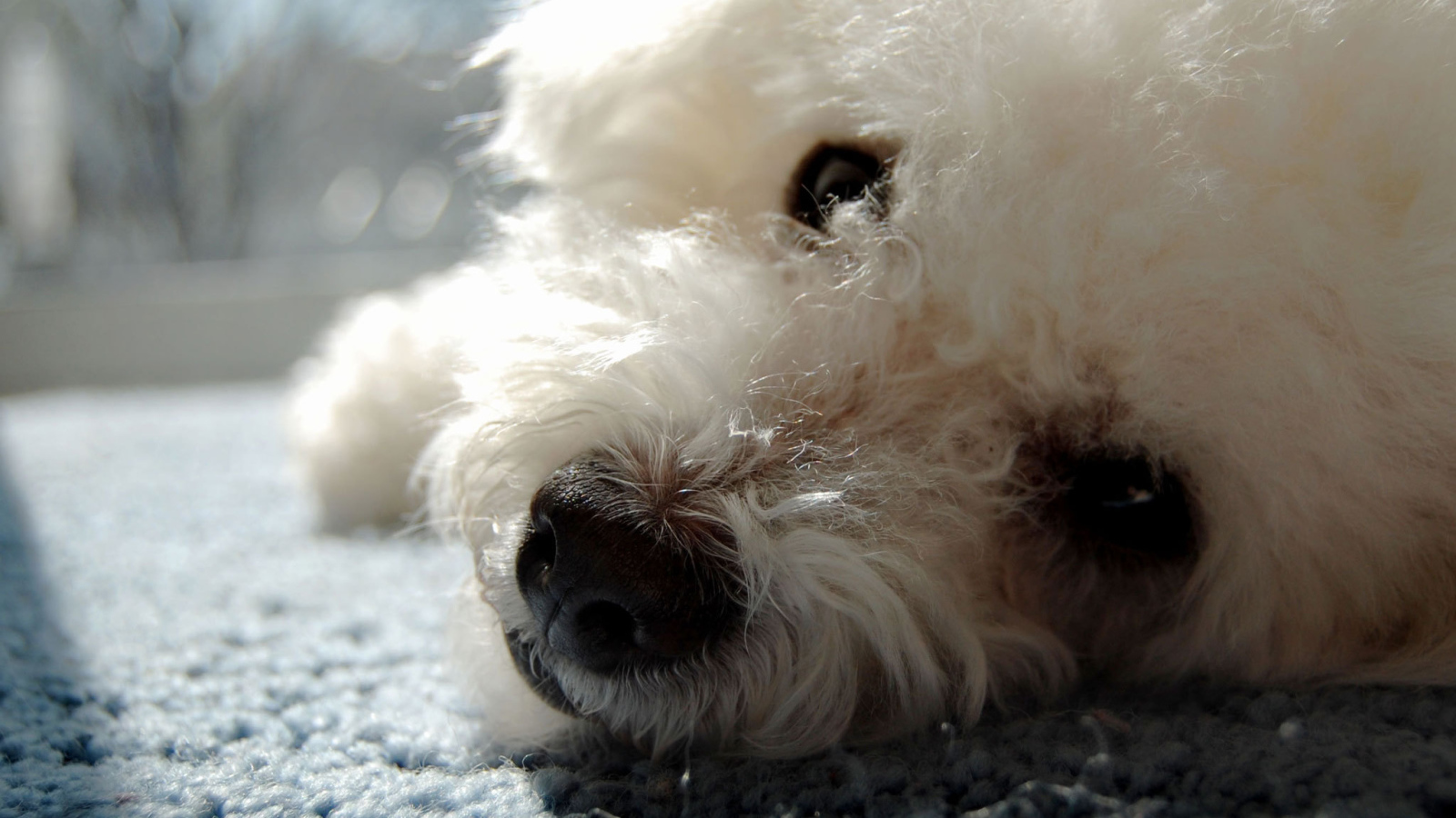 Собака породы бишон-фриз отдыхает на ковре