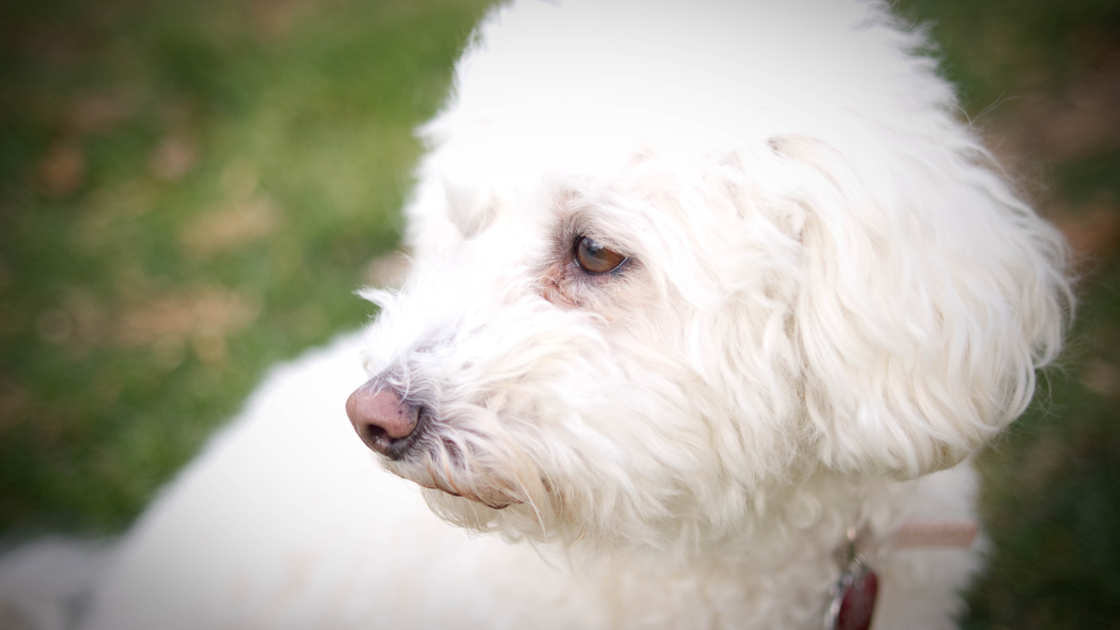 Собака породы бишон-фриз кого-то видела