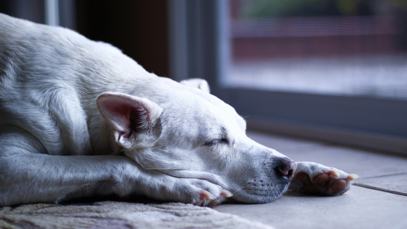 Аргентинский дог заснул