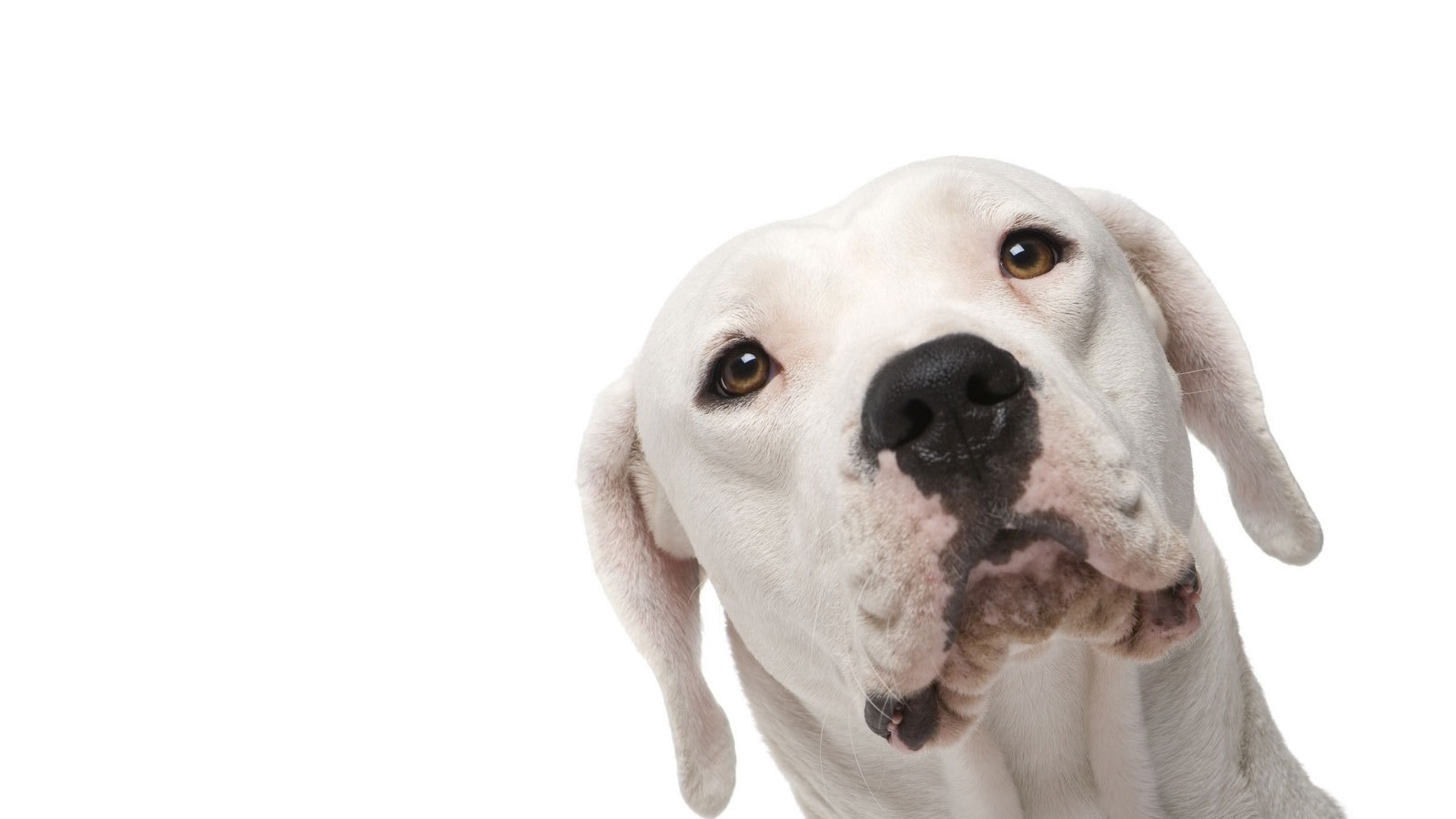 Аргентинский дог на белом фоне