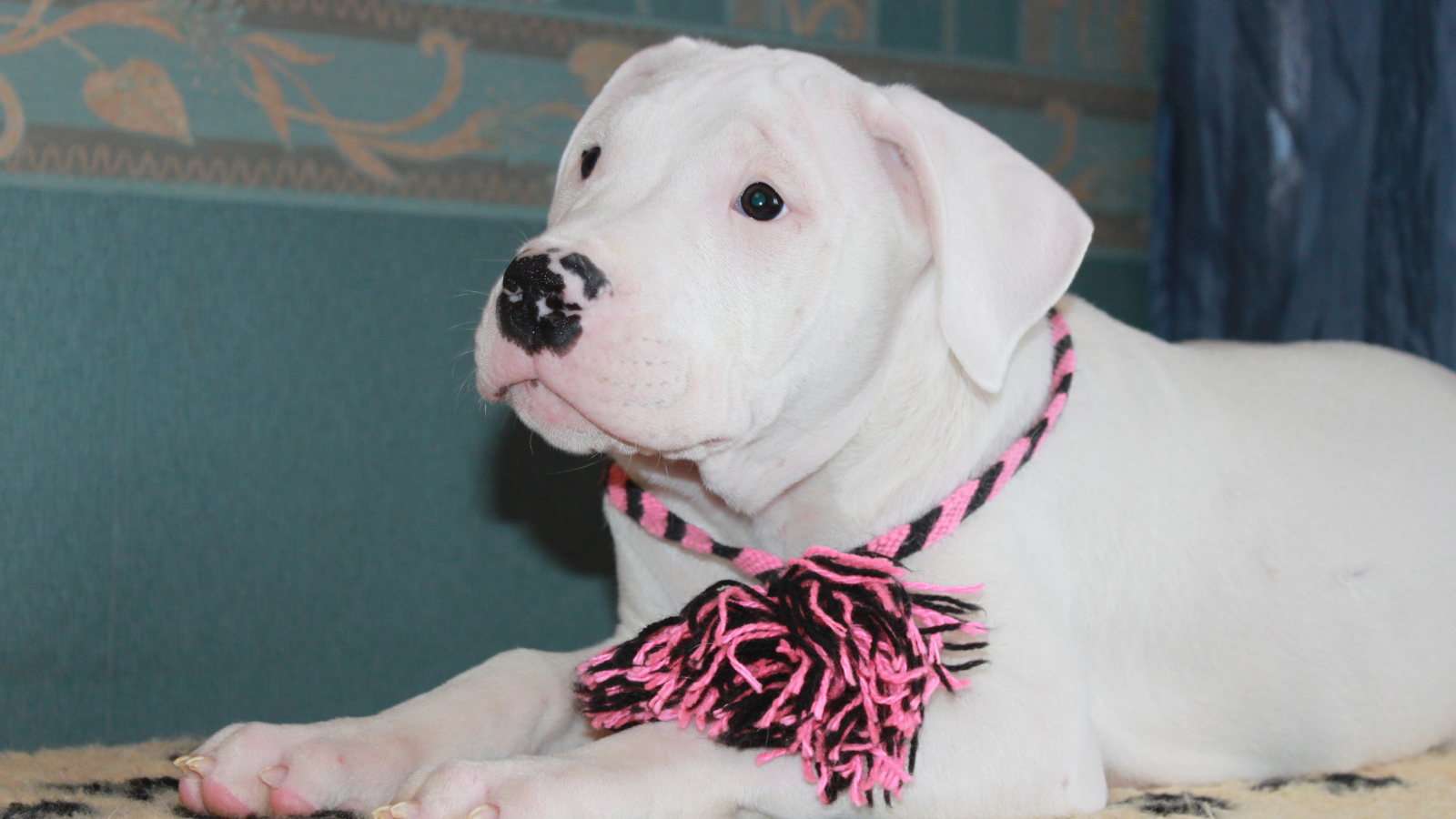 Dogo Argentino with decoration on the neck